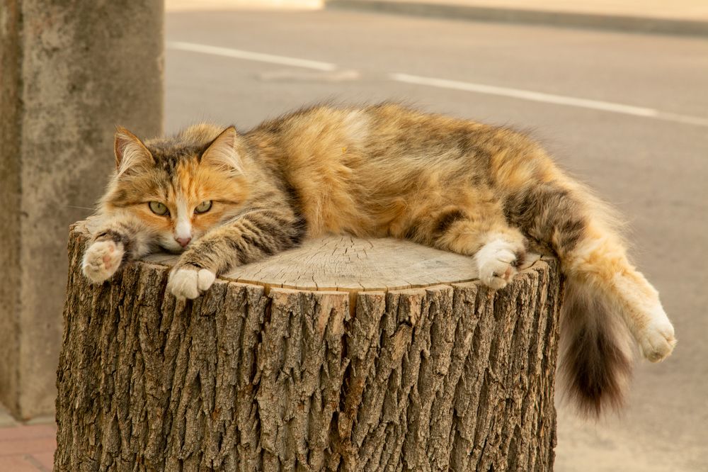 Фотография автора Алексей Тимофеев