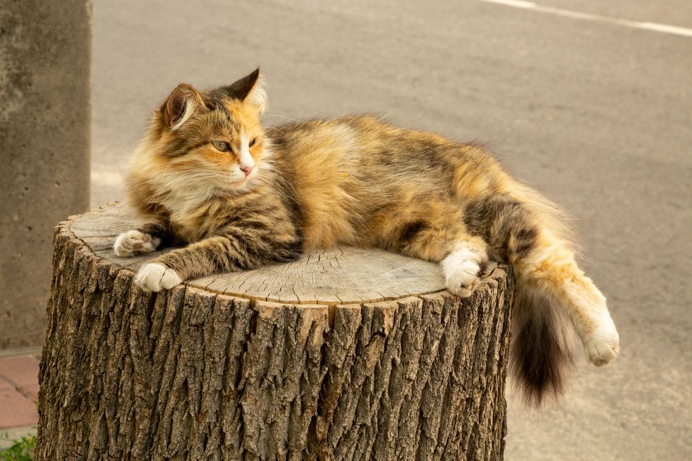 Фотография автора Алексей Тимофеев