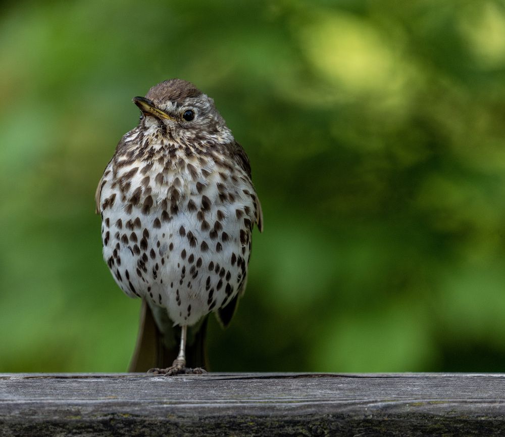 Photograph by  Дмитрий Михайлович