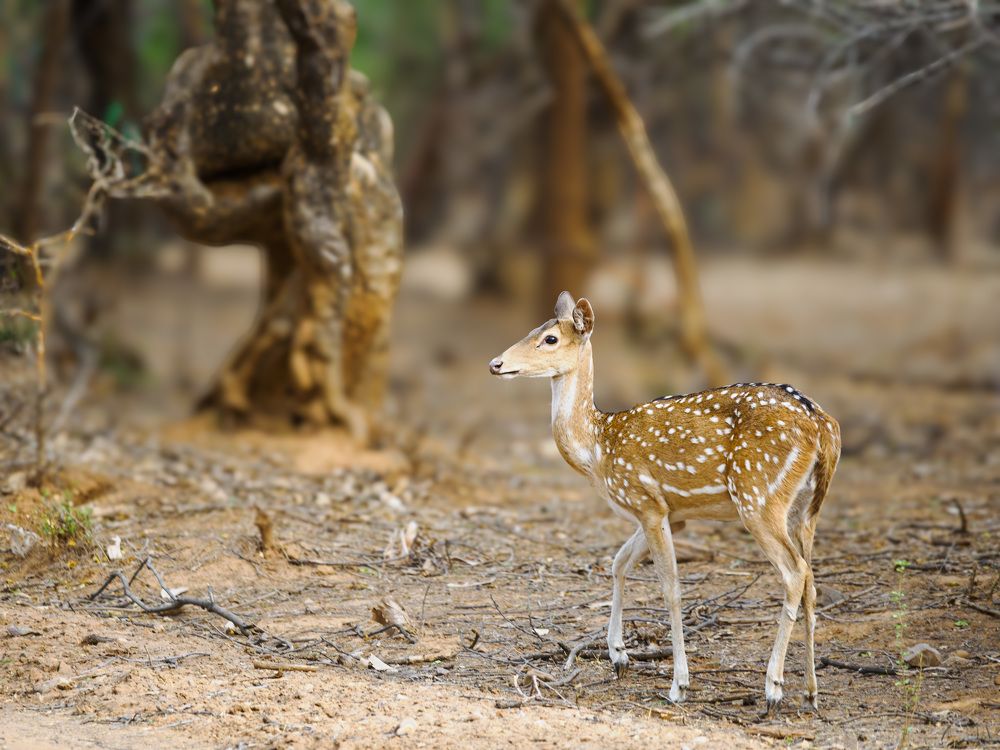 Photograph by RAJESH MAHAJAN