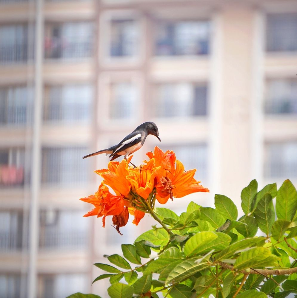 Фотография автора Pavitra Shettigar