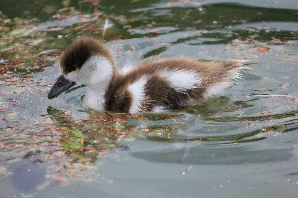 Фотография автора Вячеслав Рогов