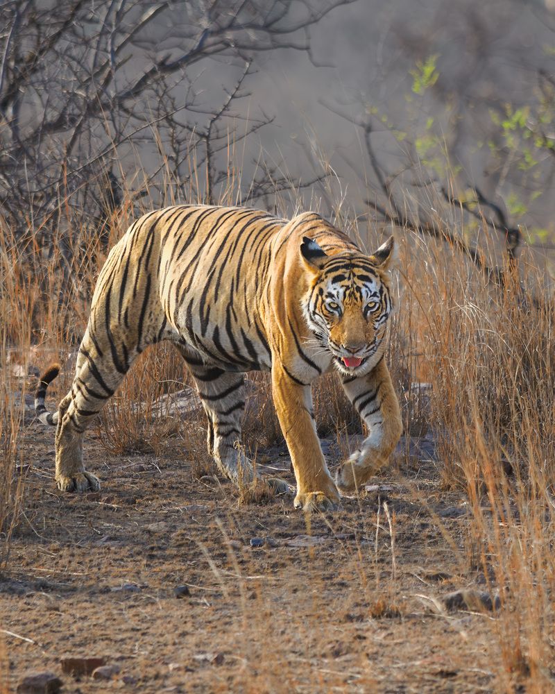 Photograph by RAJESH MAHAJAN