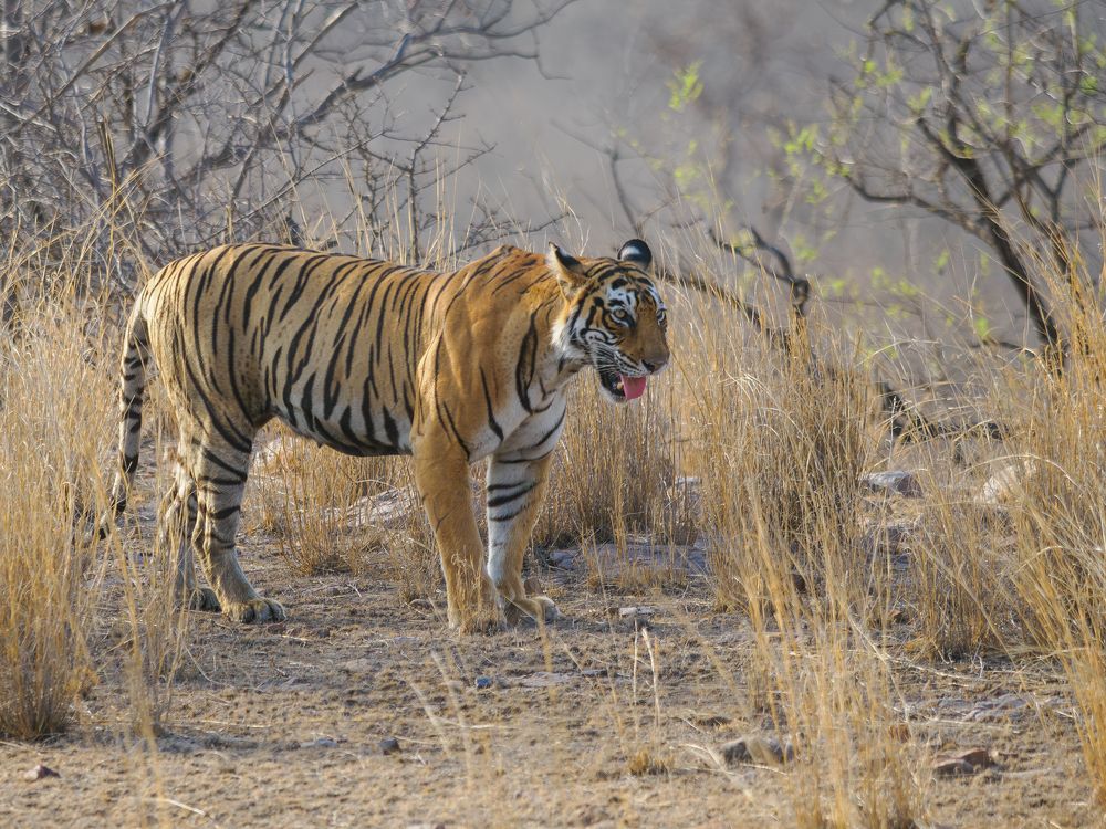 Photograph by RAJESH MAHAJAN