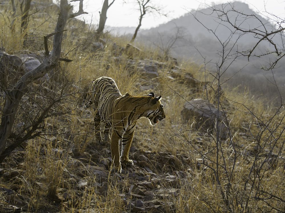 Photograph by RAJESH MAHAJAN