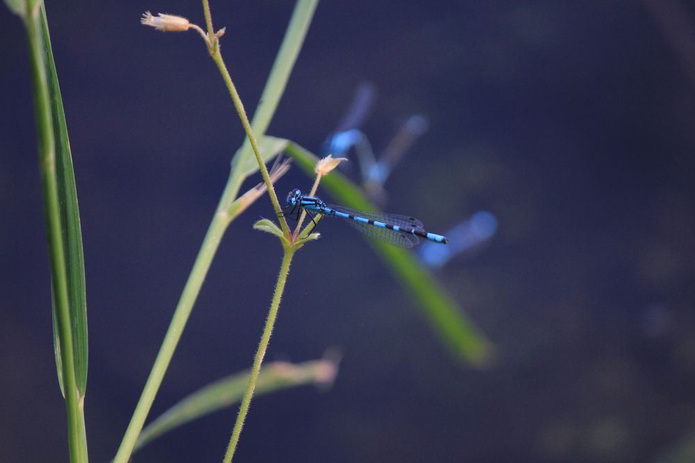 Фотография автора Вячеслав Рогов