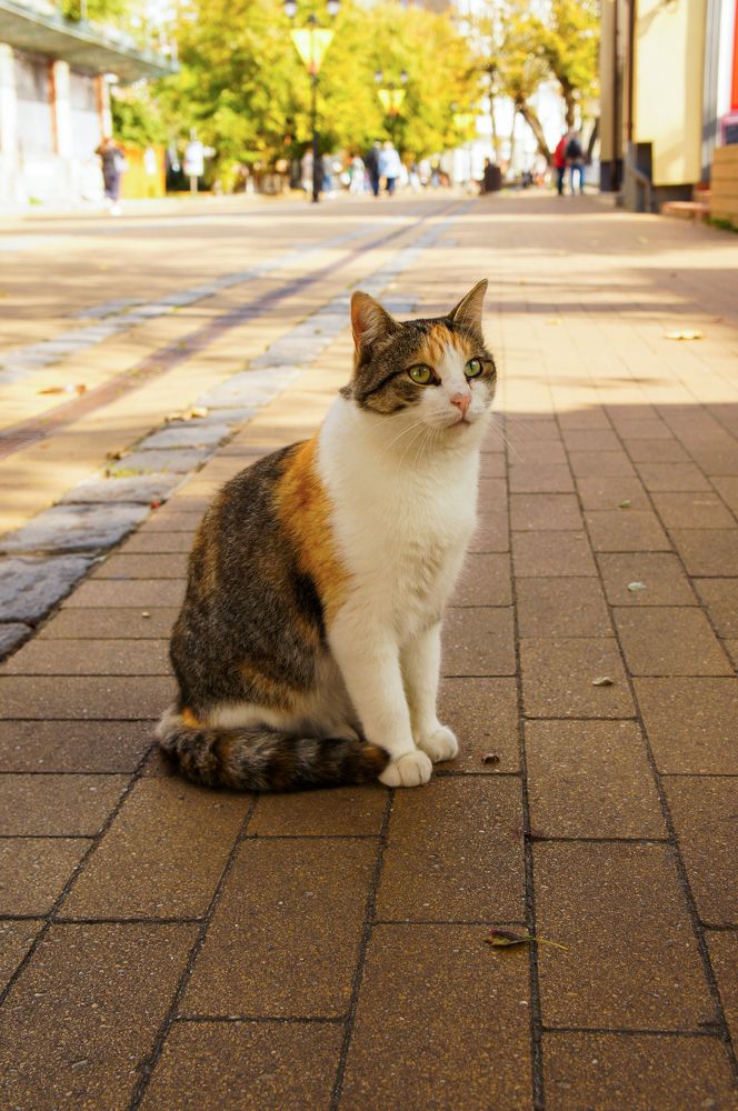 Фотография автора Ксения