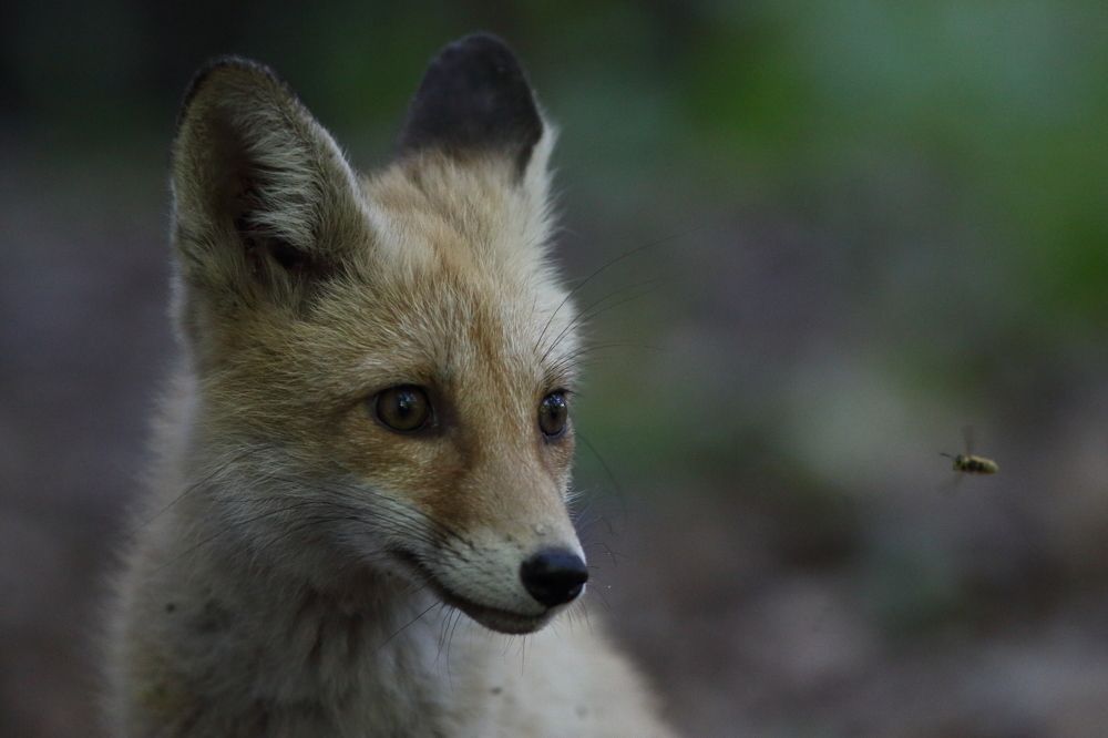 Photograph by Владимир Шебаршенко