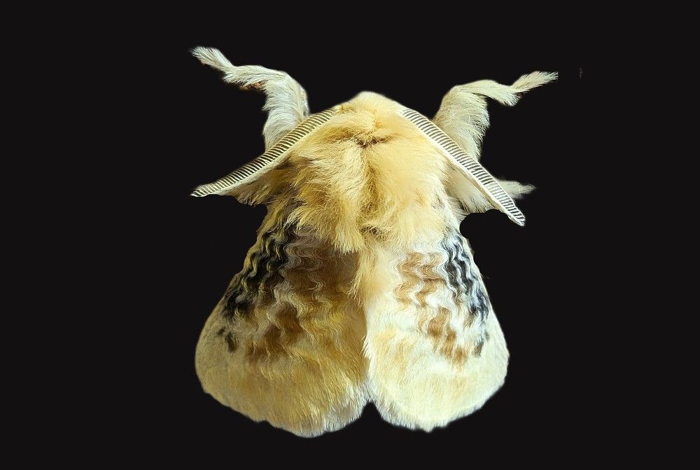 Black Waved Flannel Moth