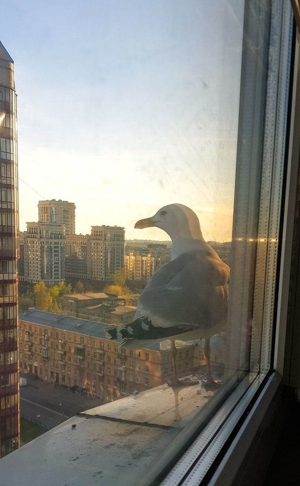 Гостья