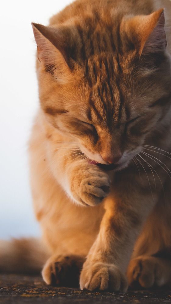 Фотография автора Konstantin Shendel