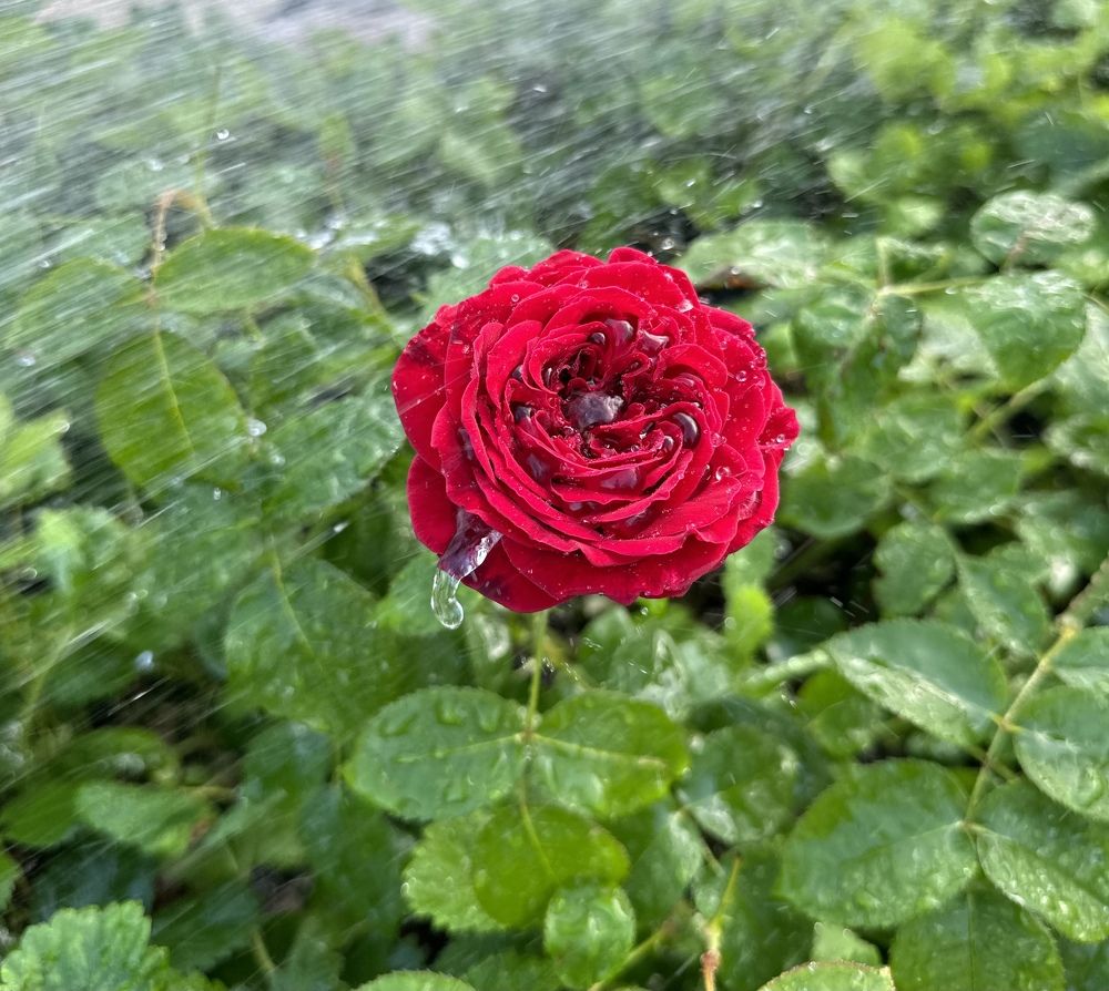 Photograph by Екатерина Раевская