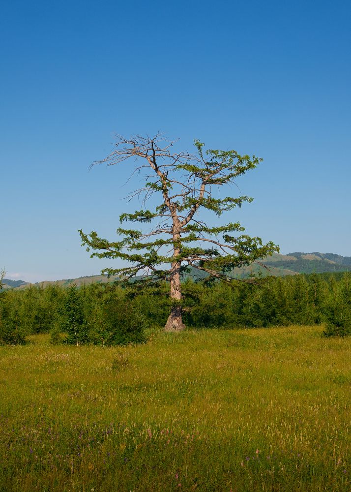 Фотография автора Галина Аверьянова