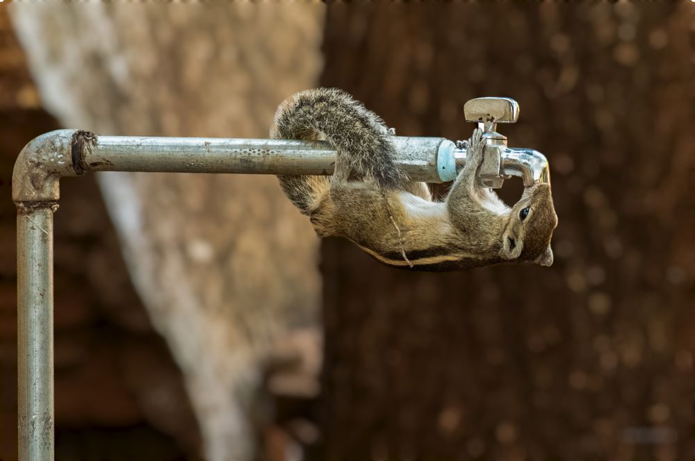 Photograph by Dr Manoj M Kumar