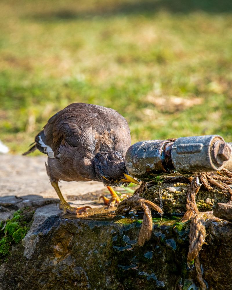 Photograph by Dr Manoj M Kumar