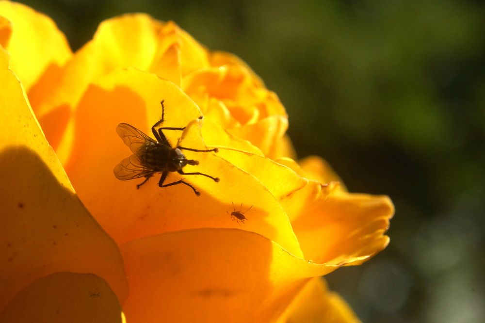 Photograph by Юлий Стремский