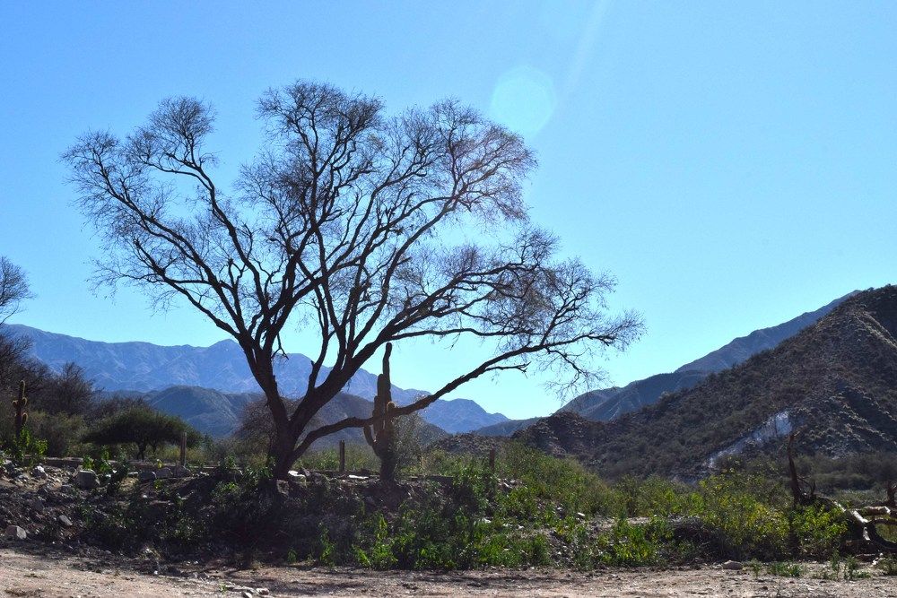 Фотография автора MIGUEL OMAR BARBERIS