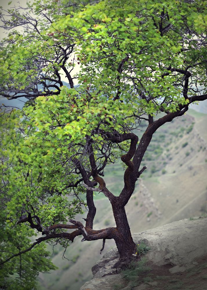 Фотография автора Галина Аверьянова
