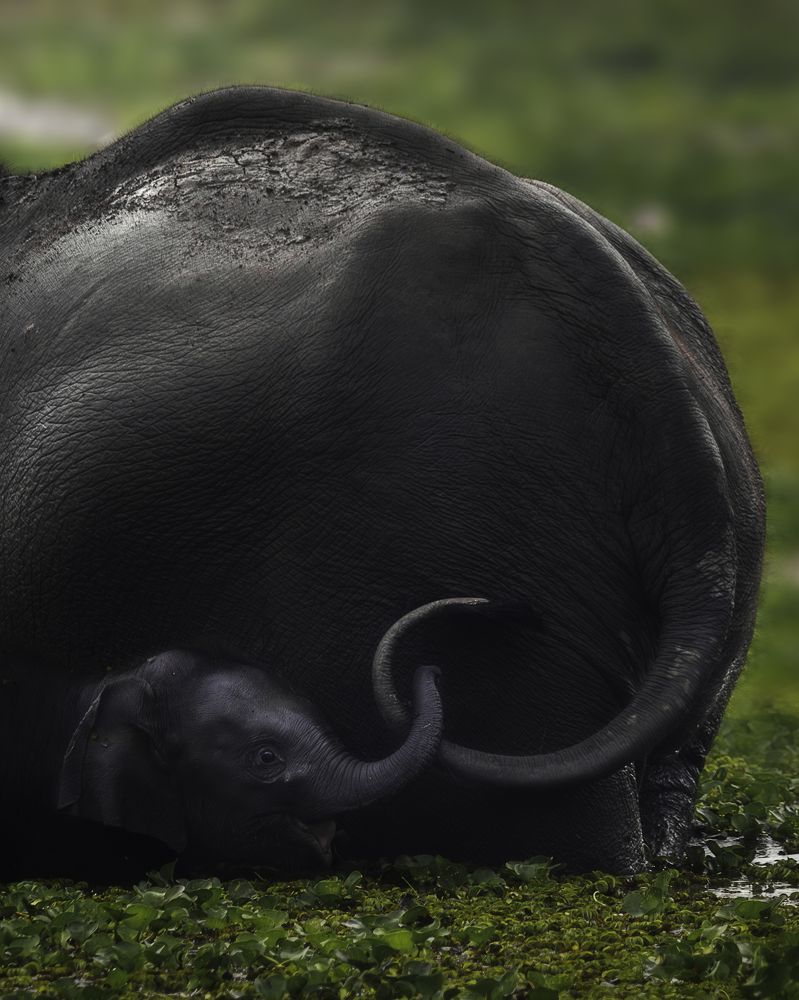 Entangled in mother's love