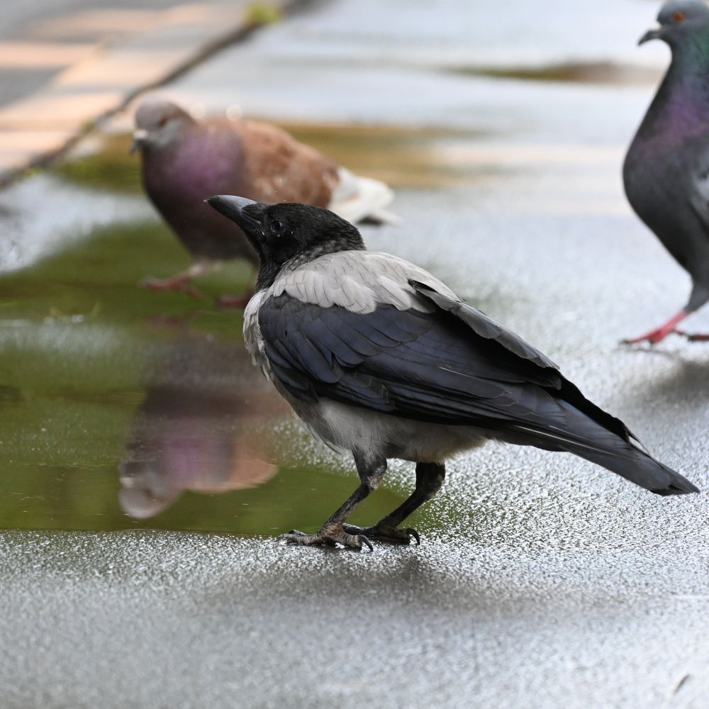 Photograph by Алексей Гордеев