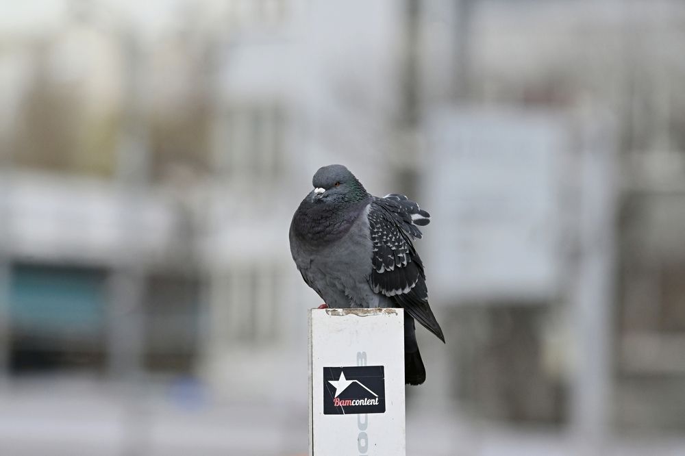 Photograph by Алексей Гордеев