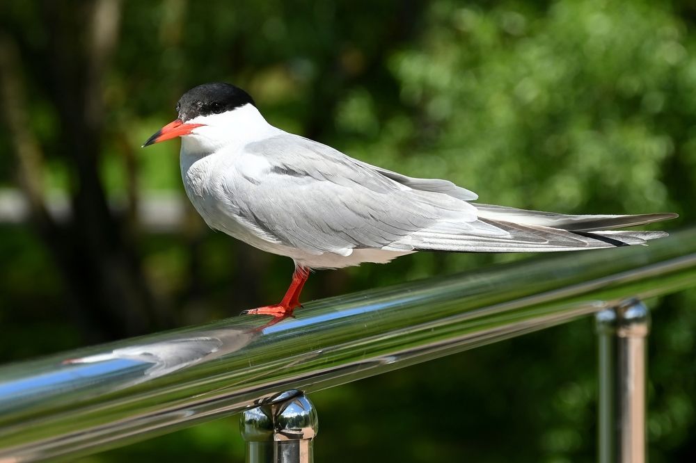 Photograph by Алексей Гордеев