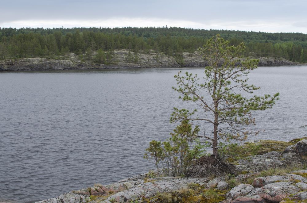 Фотография автора Людмила Куприянова