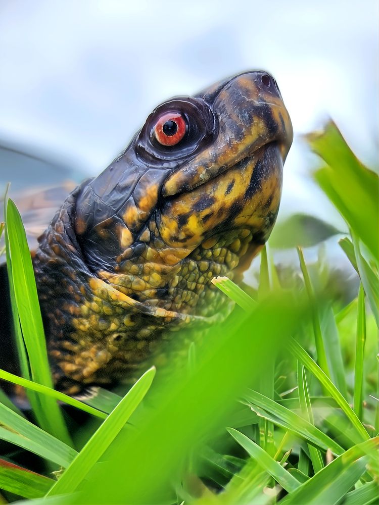 Close-Up Profile of a Turtle in Grass: Nature's Intricate Beauty
