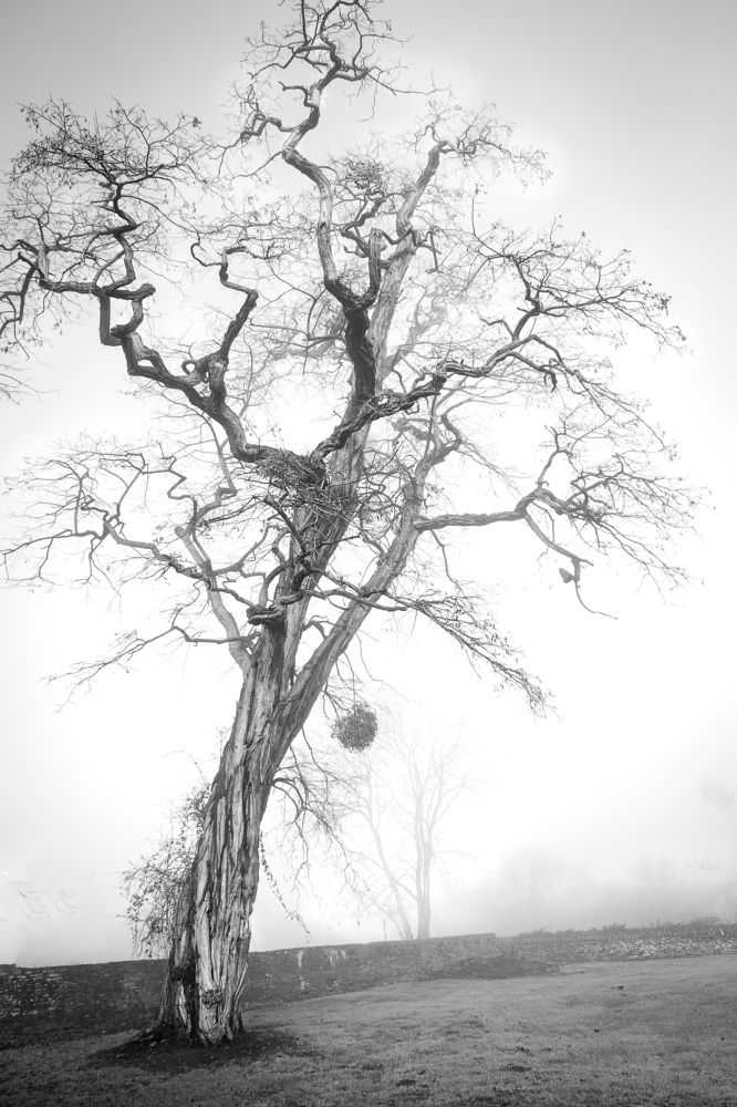 Photograph by Дьяченко Алёна