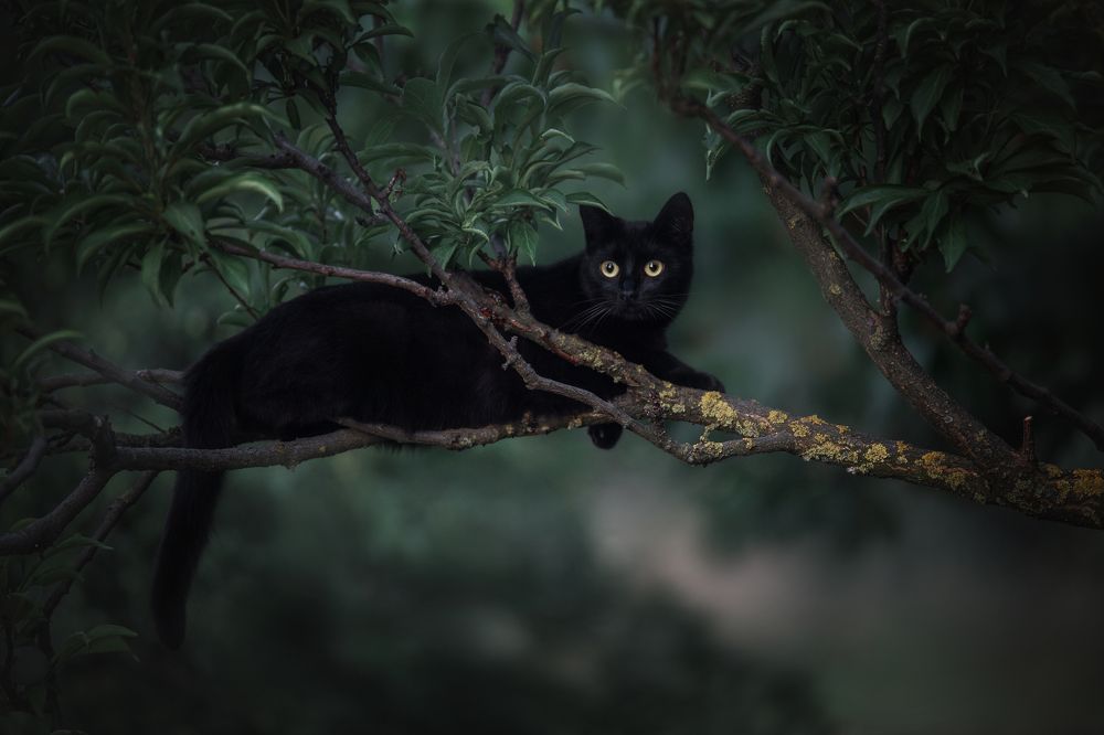 Домашняя "пантера" Муха