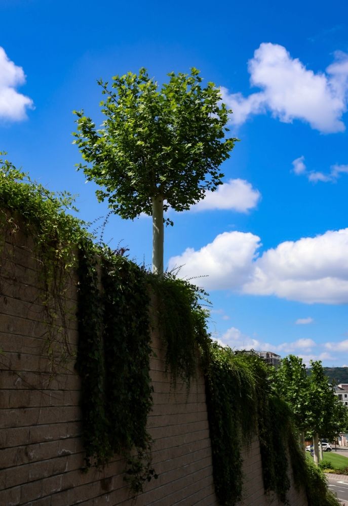 Photograph by Grădinaru Catalin