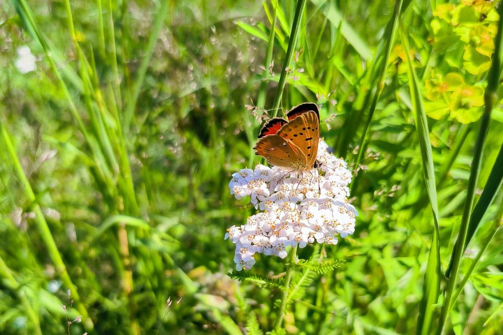 Photograph by Svetlana Gubanova