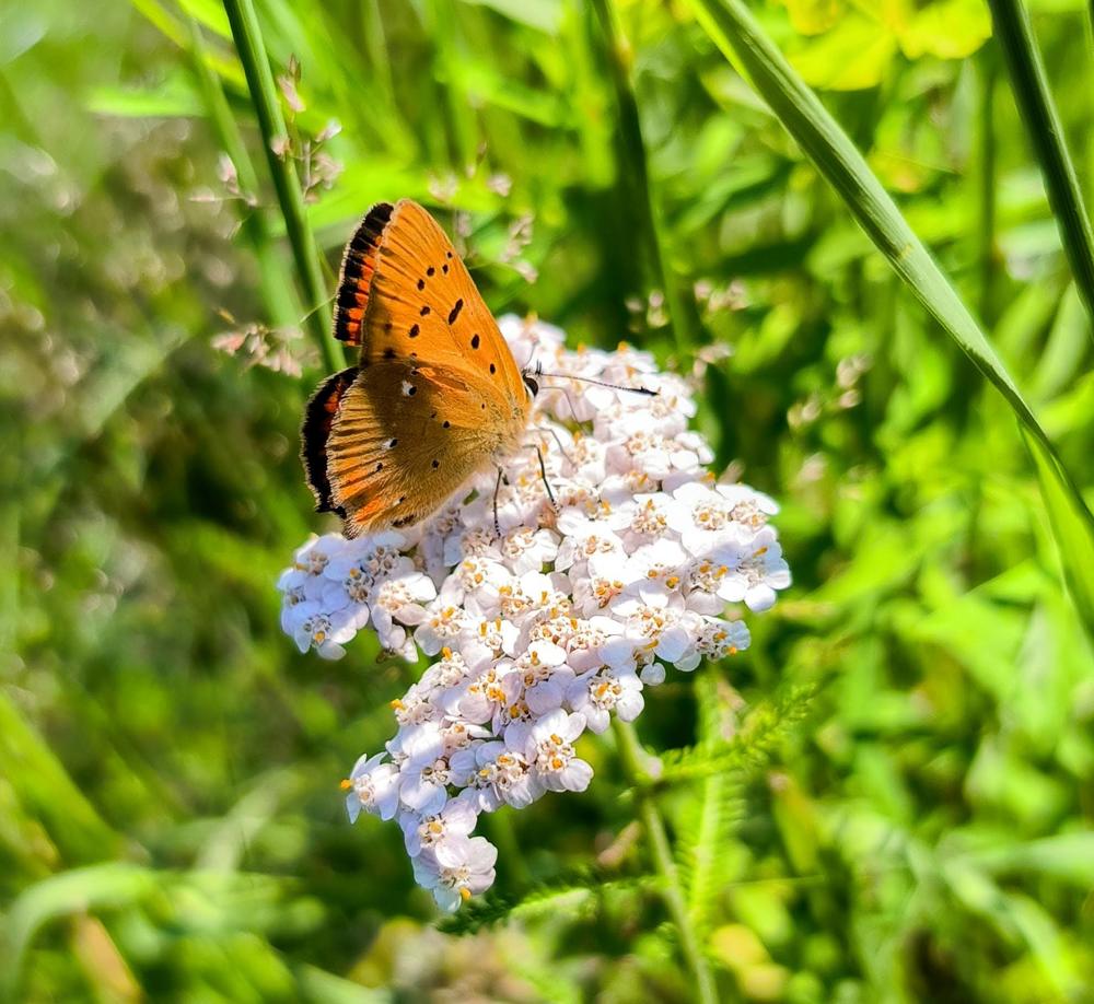 Photograph by Svetlana Gubanova