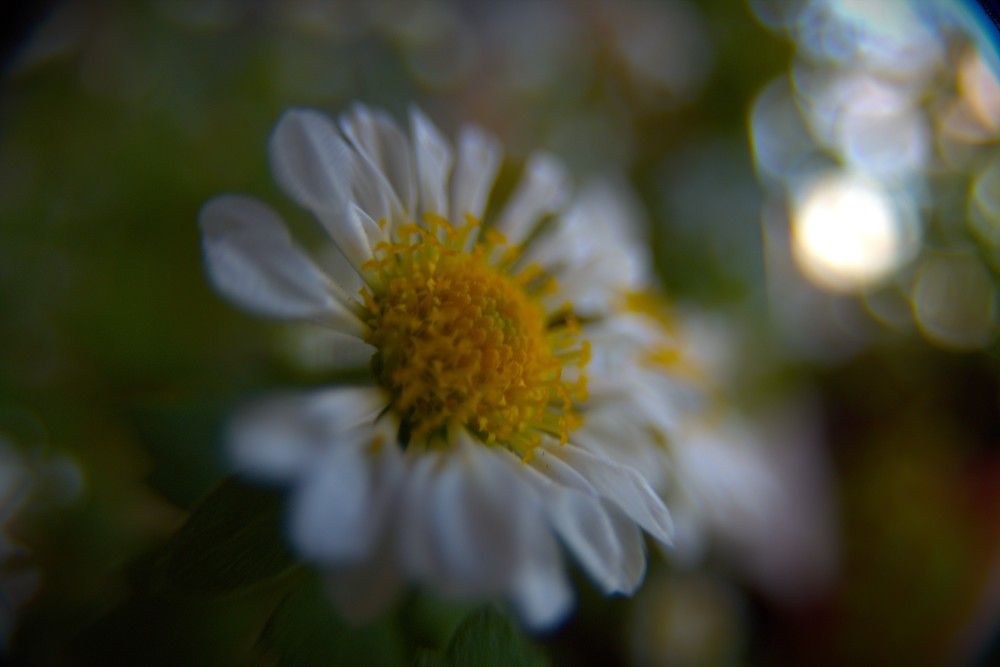 Photograph by Marie G