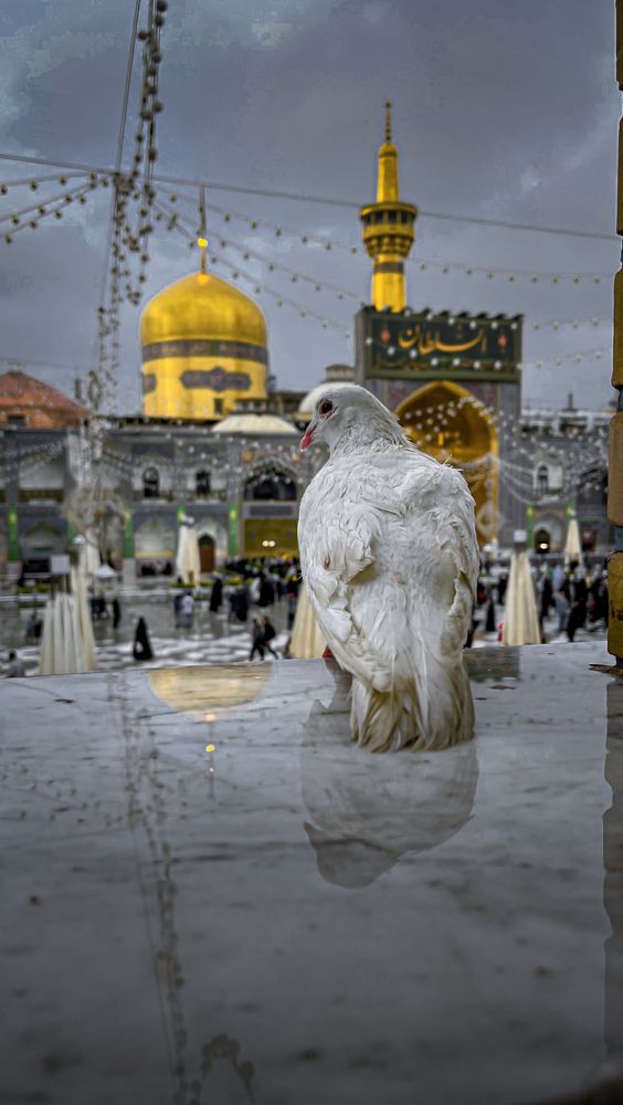 Photograph by Mohammadreza Majlesifar