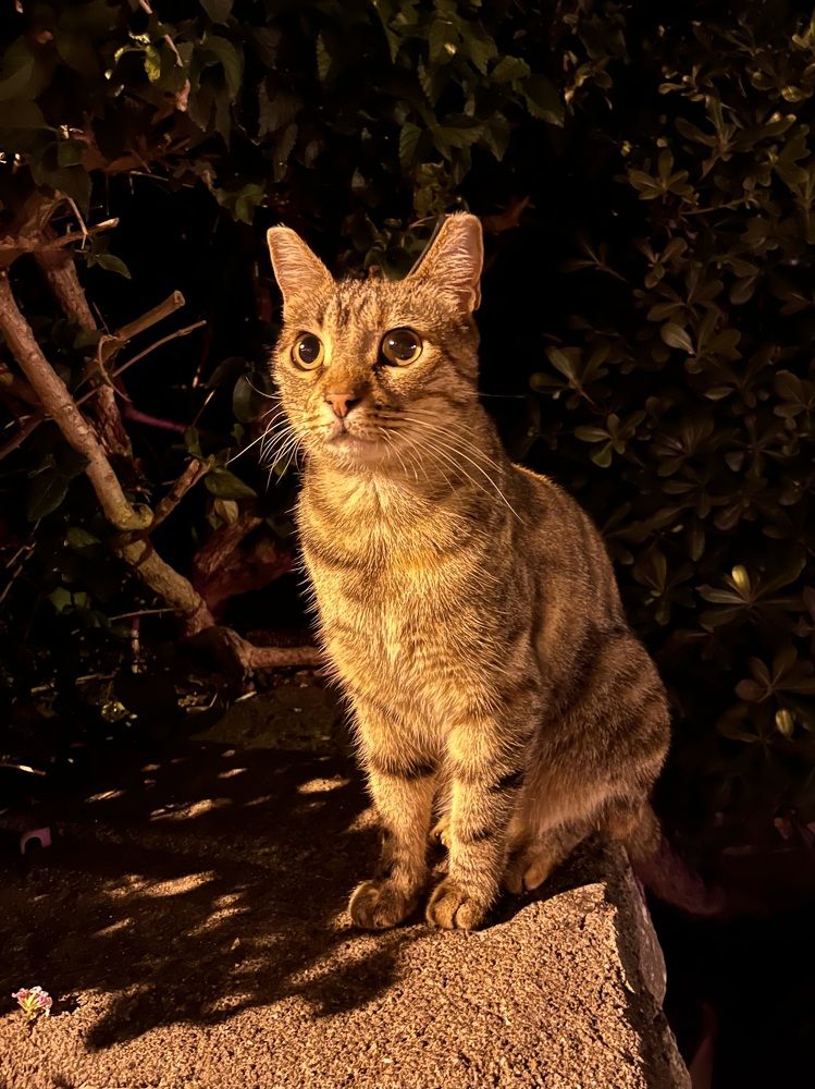 Ичмелерская красотка