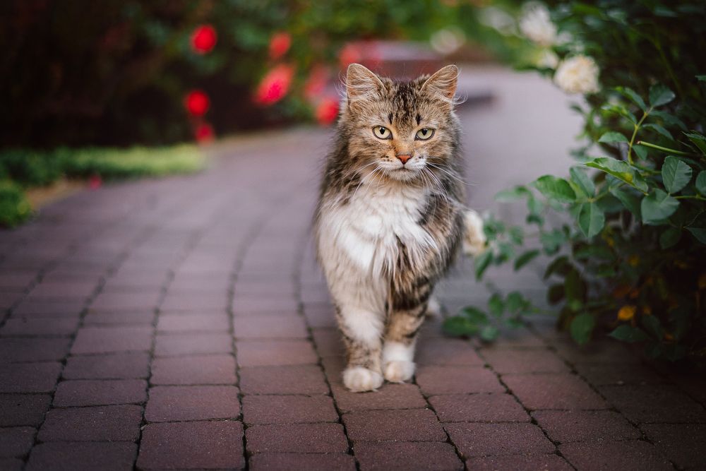 Photograph by Мария Купревич