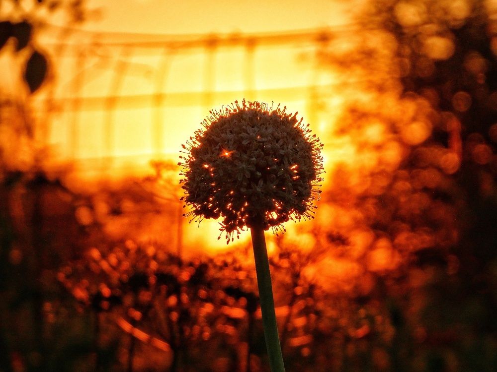 В закатном свете