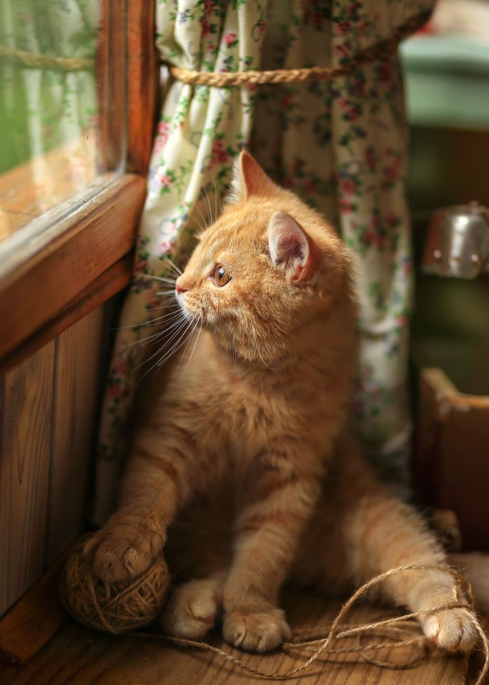 Бабушкин помощник!)