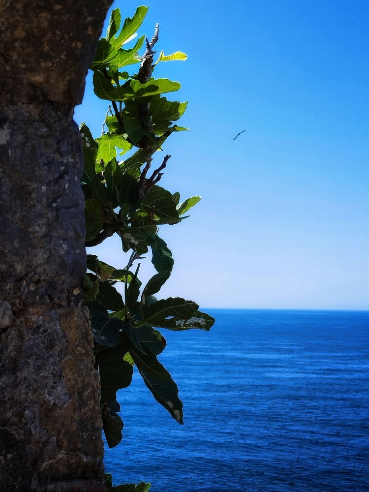 Фотография автора JELENA VASIC