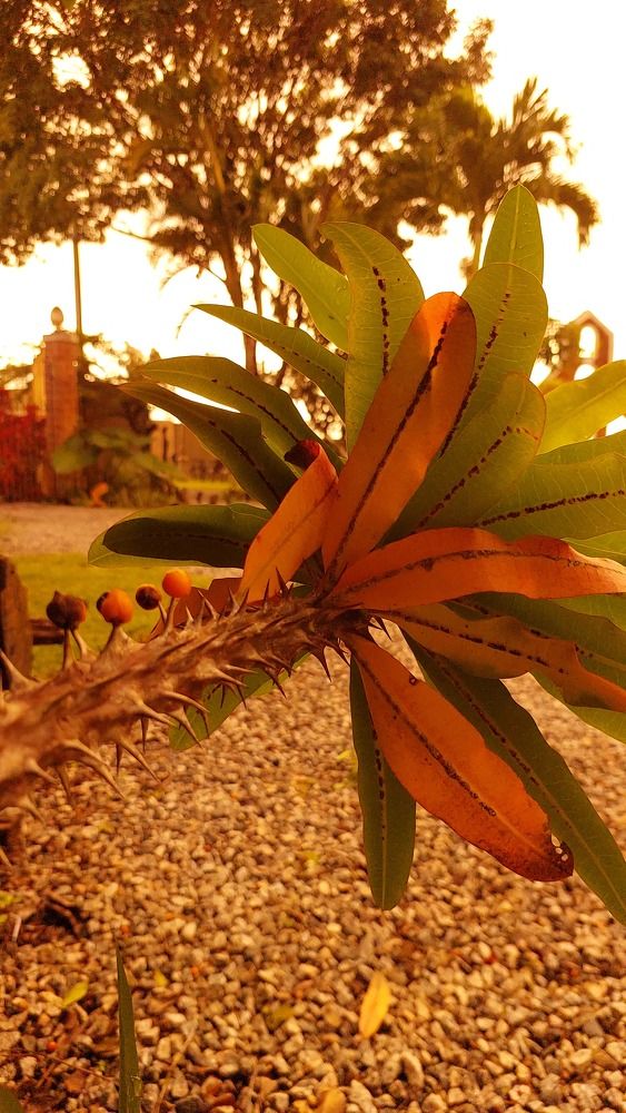 Photograph by CRINALDO REIS