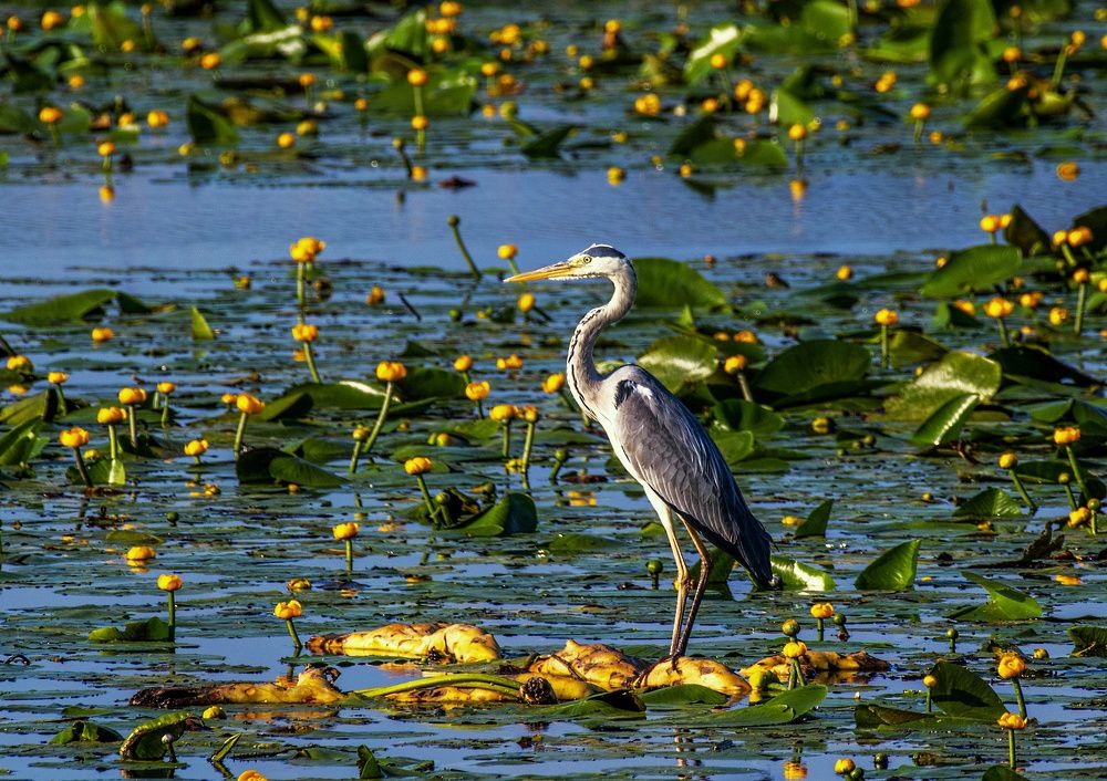 Серая цапля.