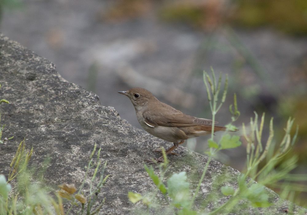 Восточный соловей