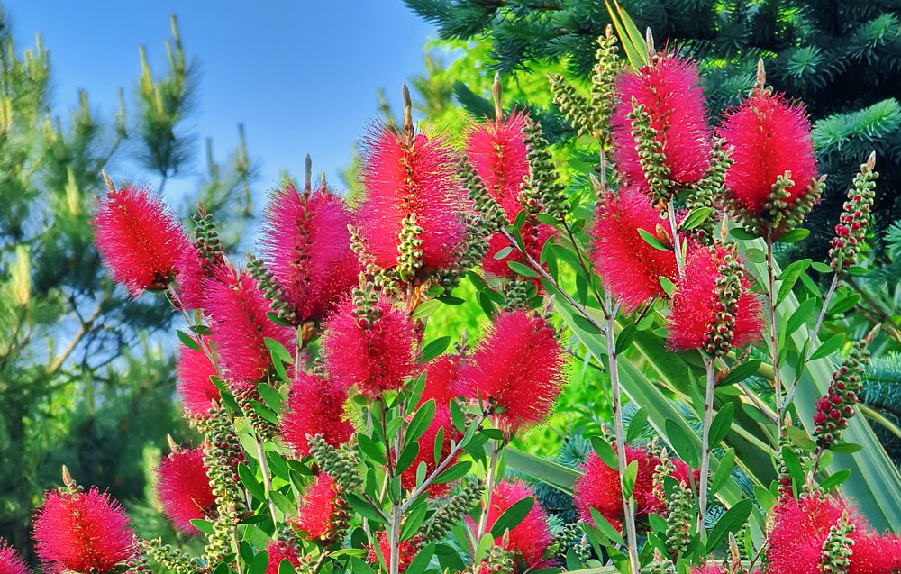 Цветы у Храма