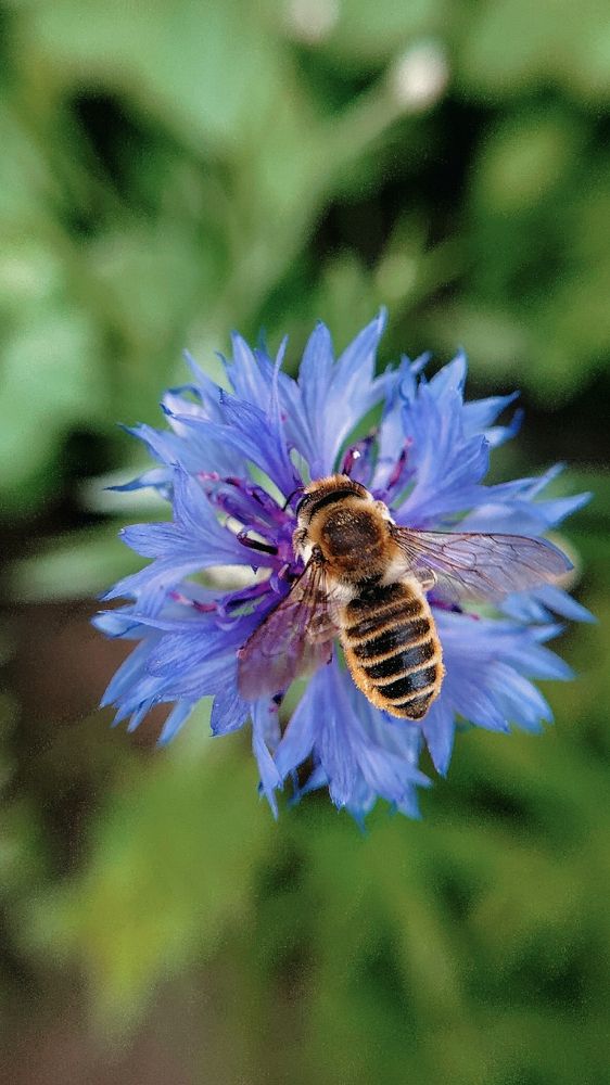 Фотография автора Анна Морозова