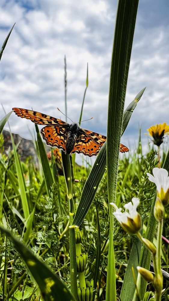 Photograph by Batsaikhan Badamdorj