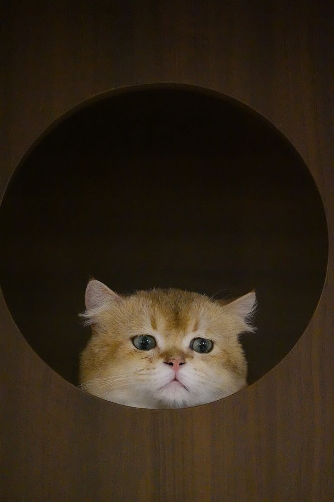 Фотография автора Chan King Lok