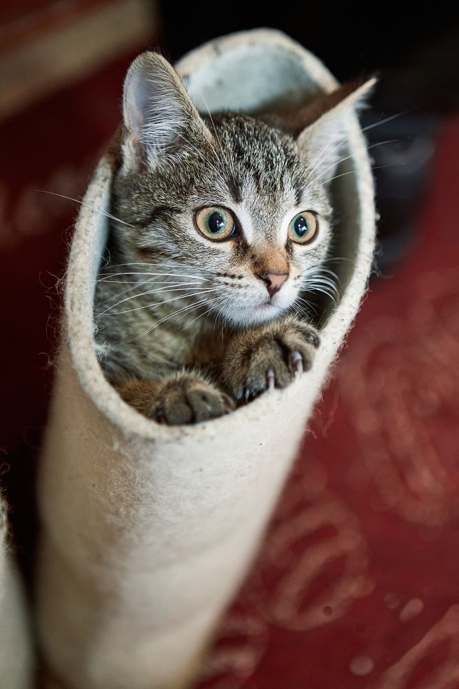 Фотография автора Totoro