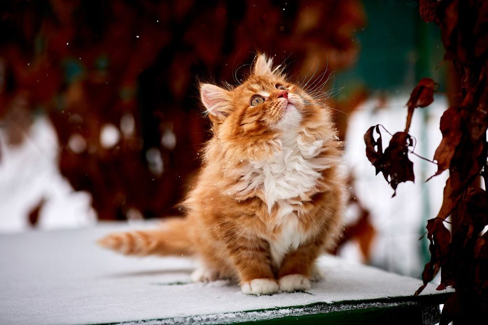 Photograph by Totoro