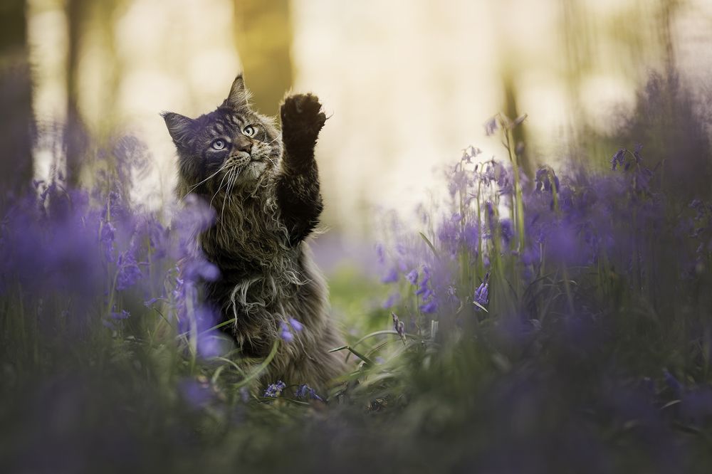 Photograph by Laura Petermans